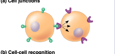 <p>Direct contact between membrane-bound molecules.</p>