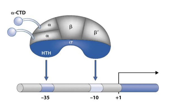 <ul><li><p><strong>σ 70 - Housekeeping, most common σ factor, found in healthy states</strong></p></li><li><p><strong>σ 54 - N limitation</strong></p></li><li><p><strong>σ 38 - Starvation stress</strong></p></li><li><p><strong>σ 28 - Flagellar sigma factor</strong></p></li><li><p><strong>σ 24 - Extreme heat</strong></p></li><li><p><strong>σ 19 - Iron cycle</strong></p></li></ul><p>Each factor allows for the selective transcription of specific sets of genes essential for survival under different environmental / stress conditions </p><p></p>