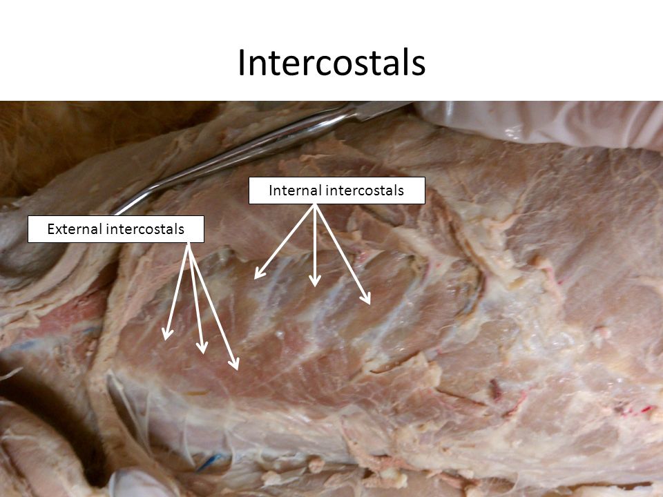 External intercostals Function
