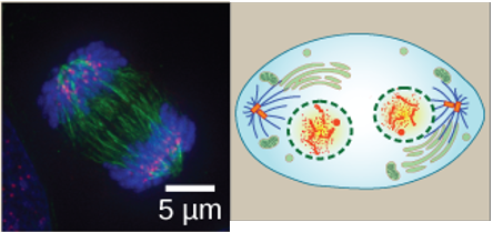 <ul><li><p>Chromosomes arrive at opposite poles and begin to decondense</p></li><li><p>Nuclear envelop material surrounds each set of chromosomes</p></li><li><p>The mitotic spindle breaks down</p></li></ul><p></p>