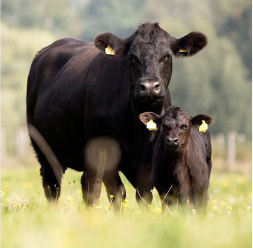 <p>British breed, originated in Scotland, black in color, *<em>MOST COMMON BREED IN US</em>*</p>