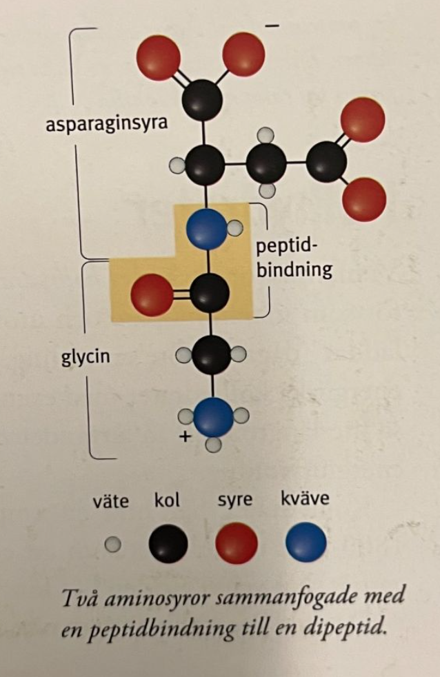 <p>kedjor av hopkopplade <strong>aminosyror</strong>: en aminogrupp + en karboxylgrupp dessa sitter ihop med en peptidbindning.</p>