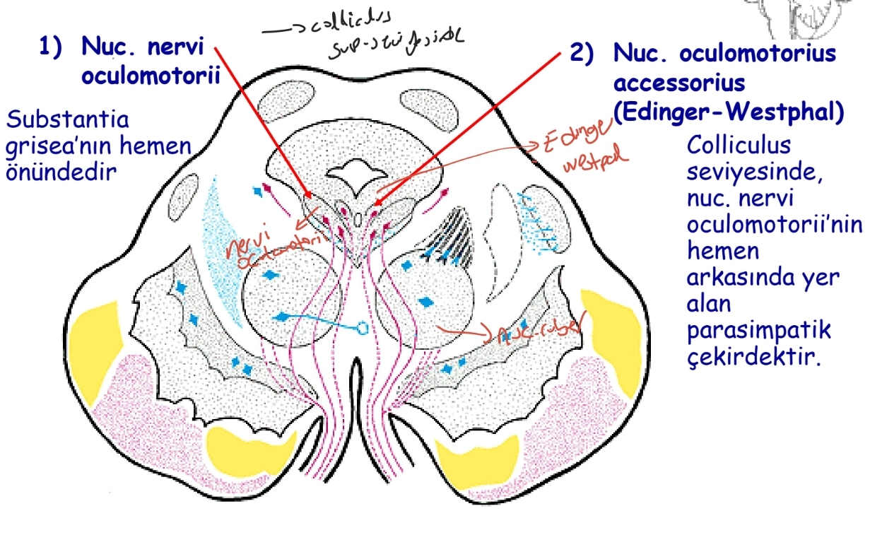 <p>Nuc. nervi oculomotorii nerden geçer nerede çıkar?</p>