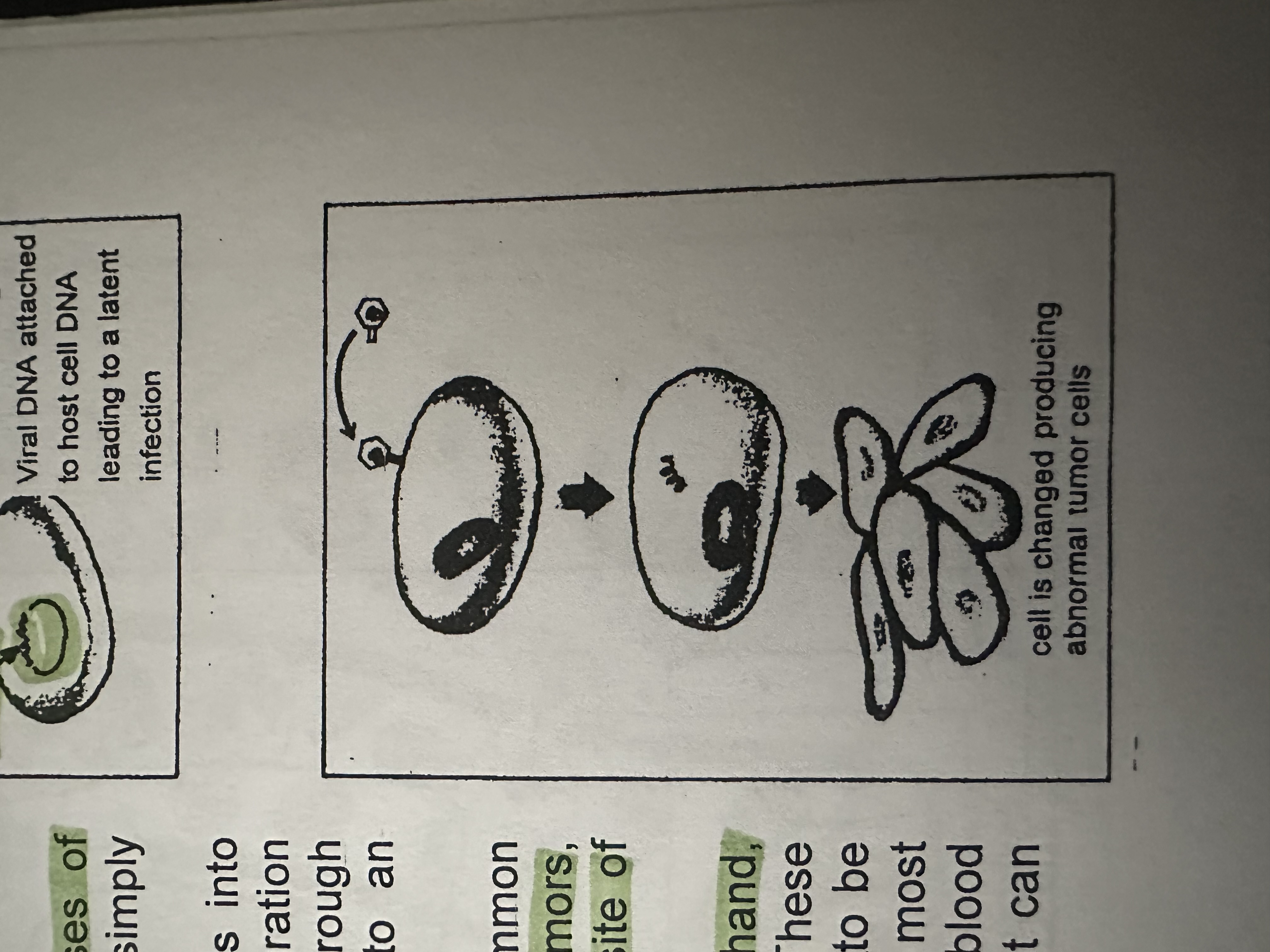 <p>Produce masses of abnormal cells.</p><p>Warts - benign tumors which do not have the ability to spread from their site of origin</p><p>“Cancers” - malignant tumors are capable of being spread throughout the body.</p>