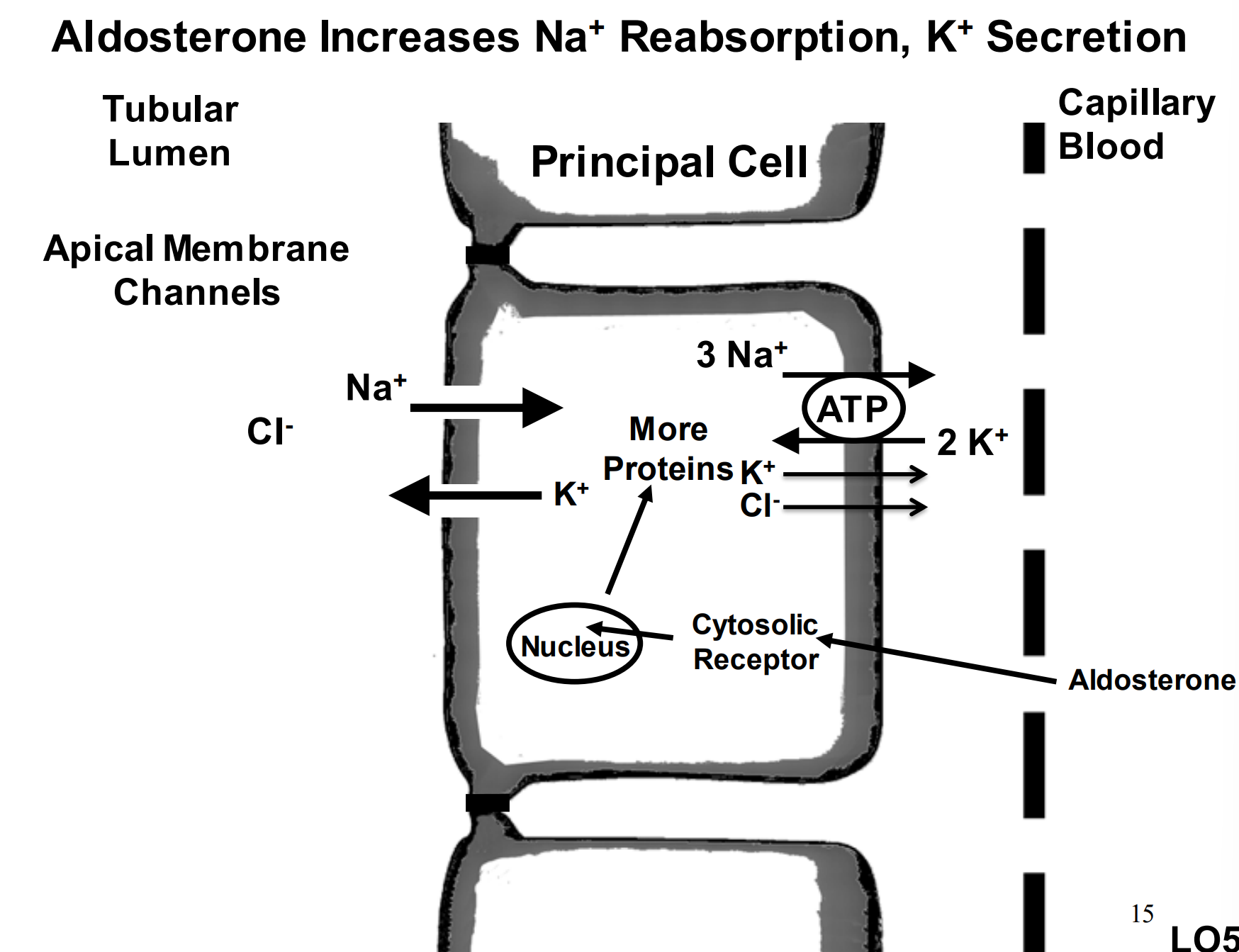 <p>increase sodium reabsorption and potassium secretion</p>