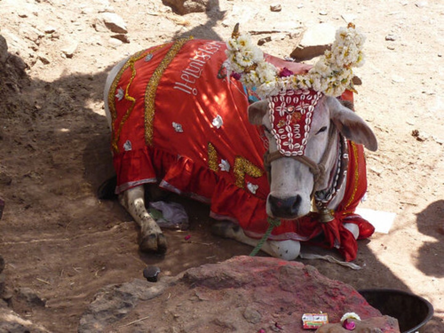 <p>since all life is manifestation of brahman harming an animal is like harming oneself. most hindus are vegetarian because of this belief. cow is especially sacred in india due to its role in society and symbolic importance.</p><p>-all cows considered sacred</p><p>-cow is symbol of ahimsa, motherhood and non violence, wealth and strentgh, cow related to krishna</p>