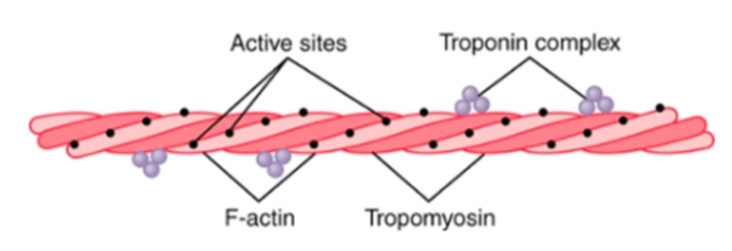 <p>backbone = double-standed F-actin molecule wound in a helix</p><p>each strand of the double F-actin helix is composed of polymerized G-actin molecules</p><p>Attached to each one of the G-actin molecules is one molecule of ADP</p><p>These ADP molecules are the staggered active sites on the actin filaments with which the cross-bridges of the myosin filaments interact</p><p>length = ~1 micrometer</p><p>the bases of the actin filaments are inserted strongly into the Z disks; the ends of the filaments protrude in both directions to lie in the spaces between the myosin molecules</p>