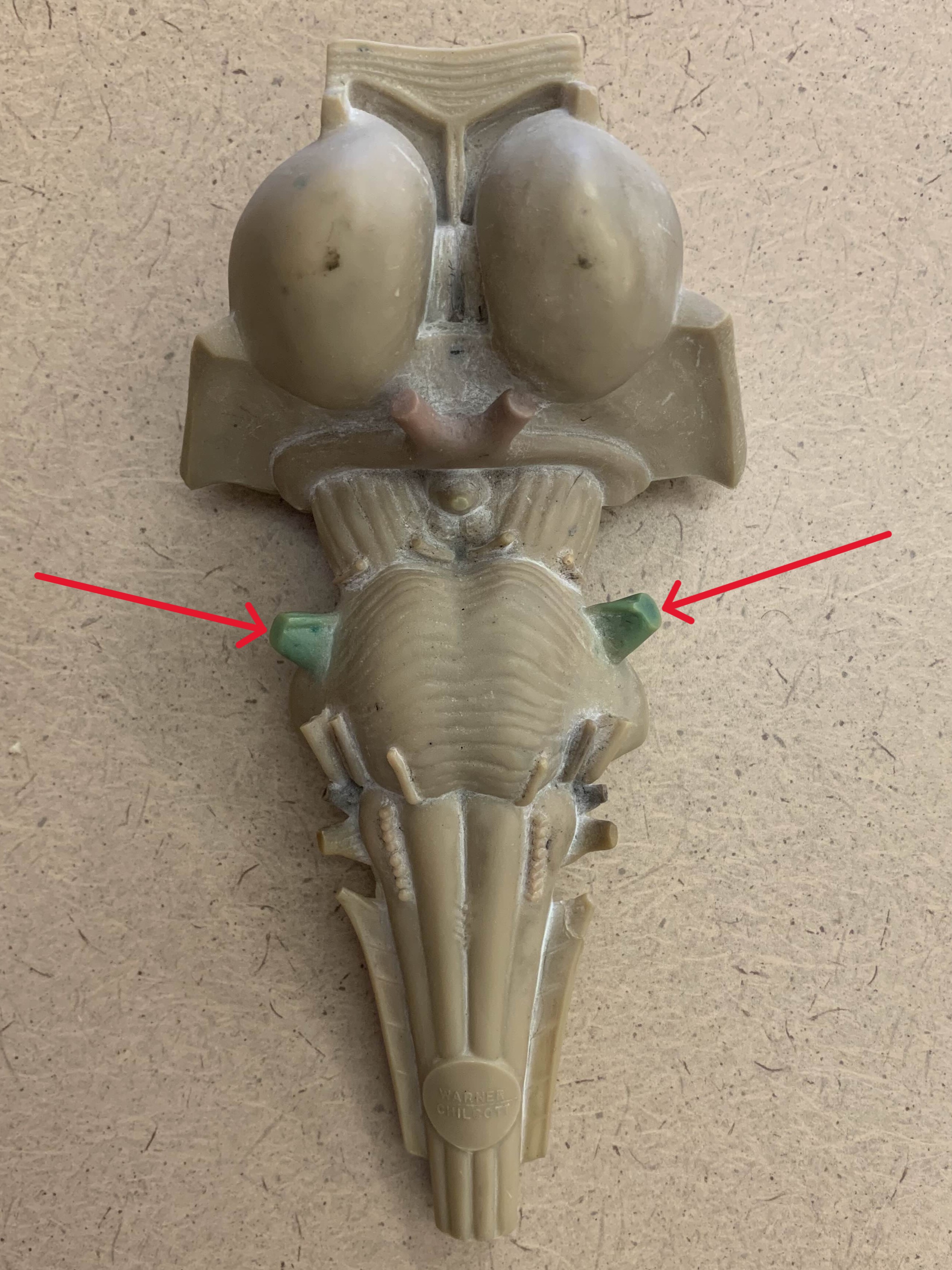 <p>Which nerve of the brain is:</p><ul><li><p>Branches out to 3 different nerve</p></li><li><p>Lateral to pons</p></li></ul><p></p>