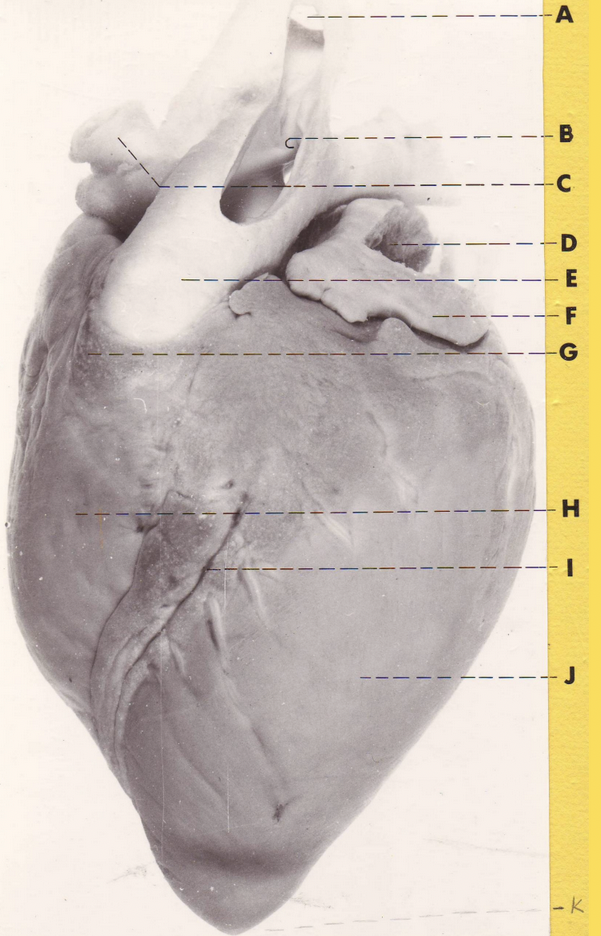 <p>G </p><p>(neonatal foal heart)</p>