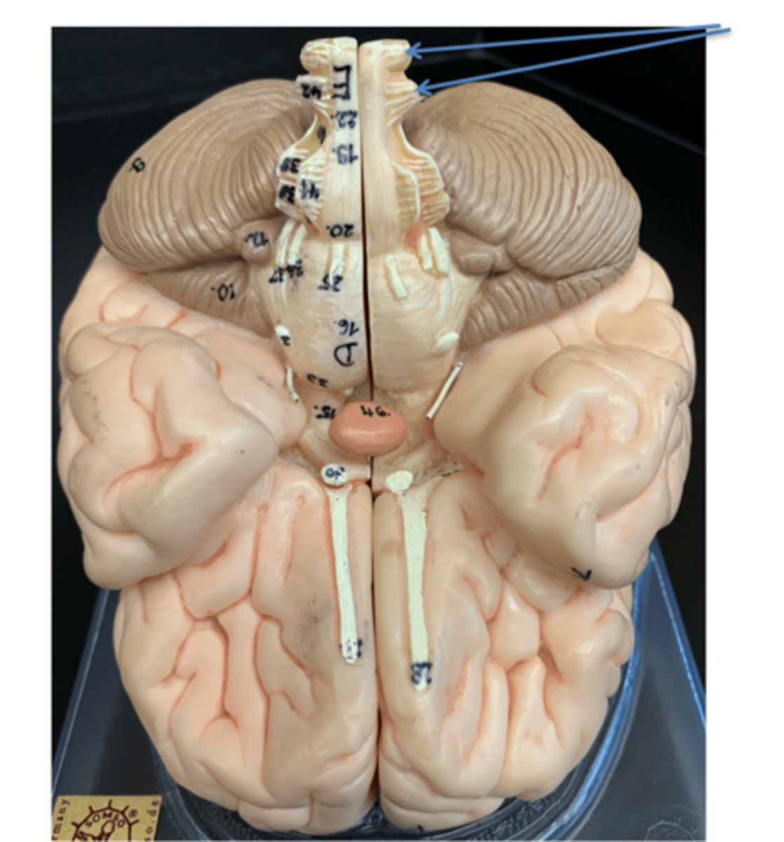 <p>Give the Cranial Nerve number, name &amp; function</p>