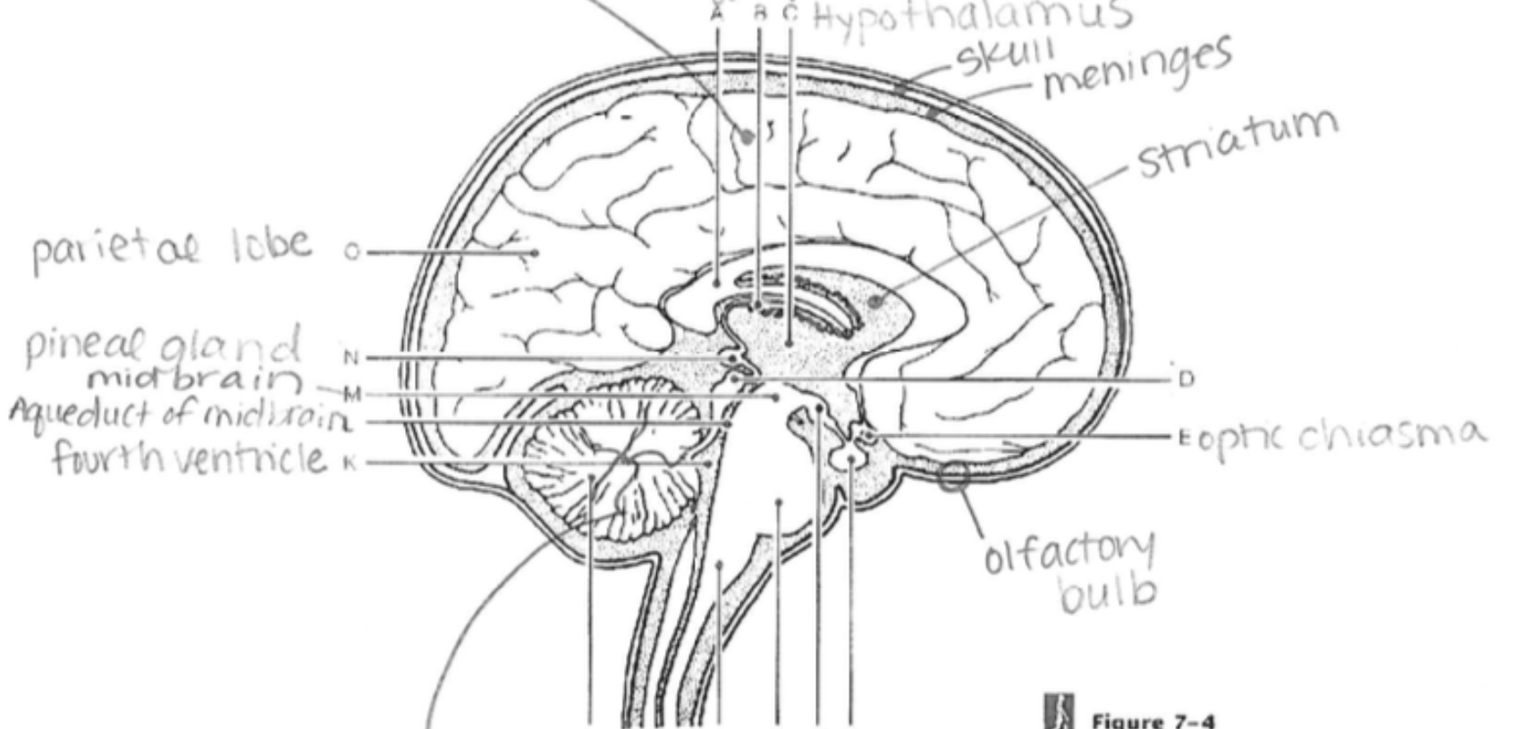 <p>Pituitary Gland</p>