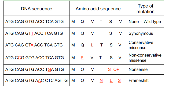 <p>Point variations do not always have a phenotypic effect</p>