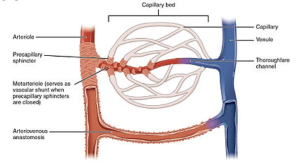 <p><strong>Capillary beds </strong></p>
