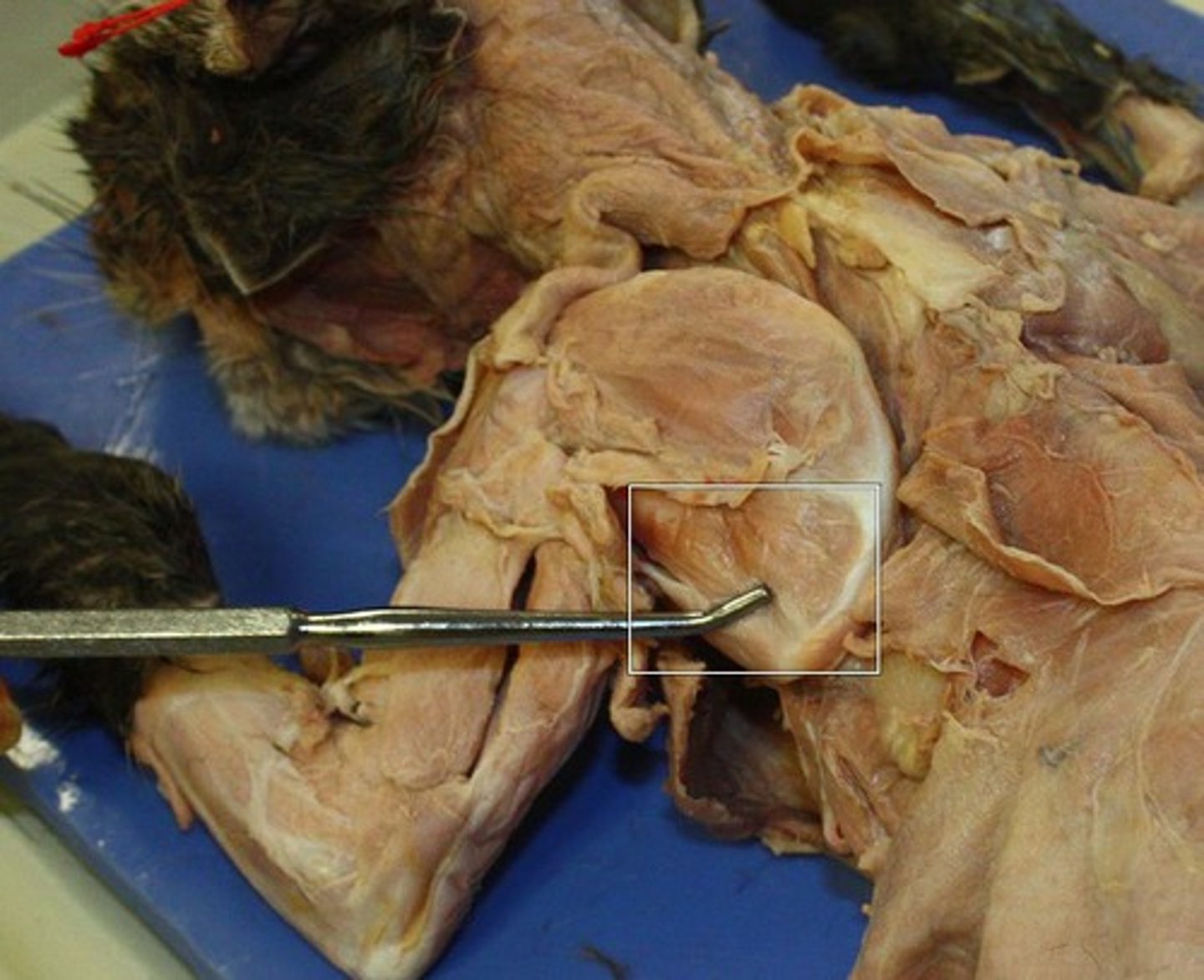 <p>What muscle is this?</p><p>Origin?</p><p>Insertion?</p><p>Action?</p><p>Nerve?</p>
