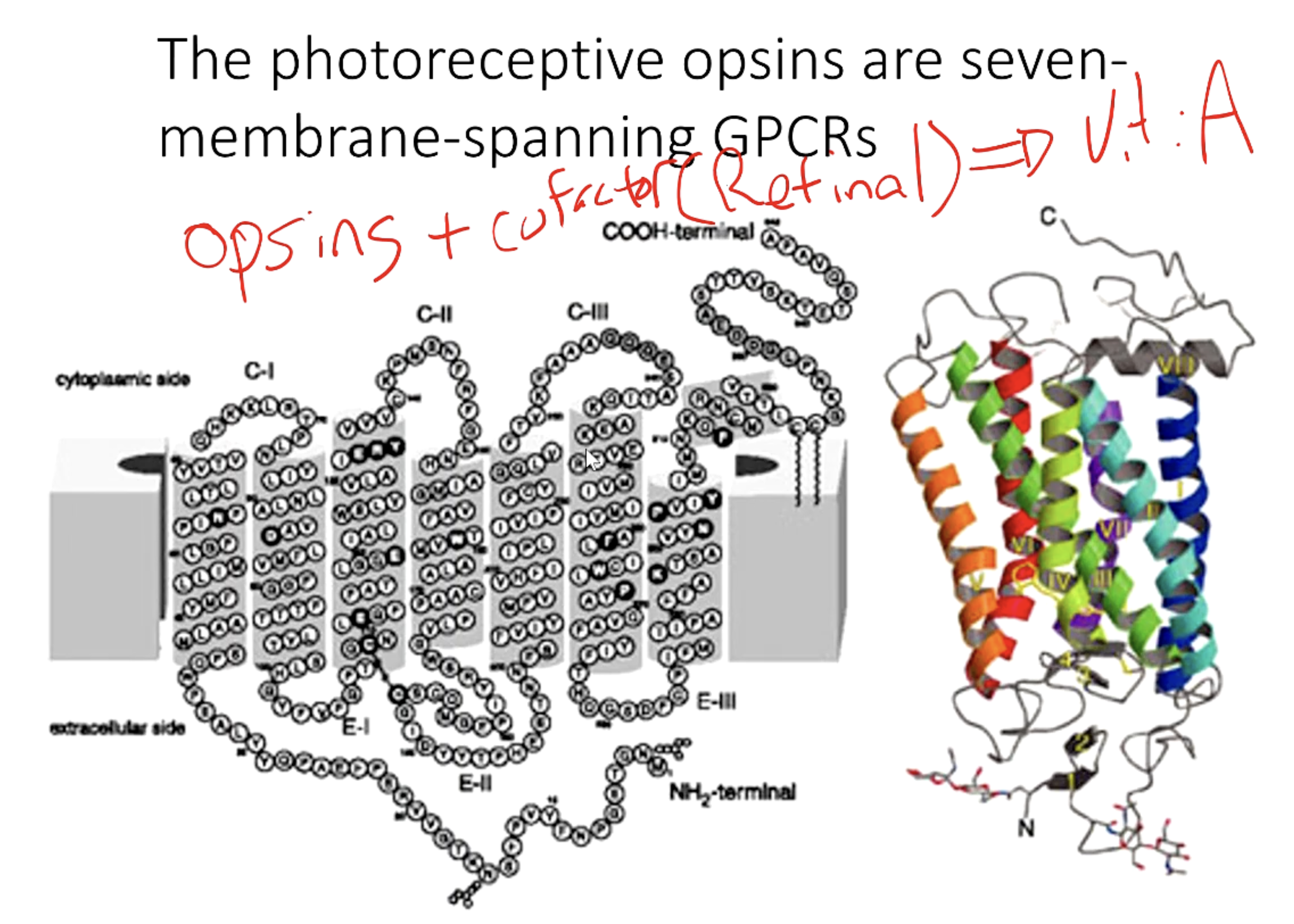 <ul><li><p>Photoreceptors are coupled by<span style="color: blue;"><span> G-protein receptors (GPCRs)</span></span></p><ul><li><p>7 transmembrane protein in G-coupled receptors usually</p><ul><li><p>Folded:</p><ul><li><p>Inside = NP amino acids</p></li><li><p>Outside = P amino acids, causes the folding</p></li></ul></li></ul></li><li><p>Carboxylic terminal - associated with G-protein</p></li></ul></li><li><p><span style="color: blue;"><strong><span>Opsin</span></strong></span> - are receptors / GPCRs</p><ul><li><p>Always associated with a <span style="color: blue;"><span>cofactor</span></span>, usually <span style="color: blue;"><span>retinal</span></span>, which is derived from Vitamin A</p></li></ul></li></ul><p></p>