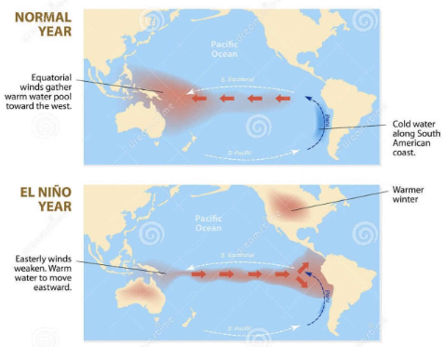 <p>occurs every few years on the Pacific Ocean, normal shore upwellings are affected by changes in weather patterns, prevailing tropical winds (E->W) weaken or reverse direction, western pacific warmer waters move toward South America, suppress the normal upselling of cold, nutrient-rich water</p>