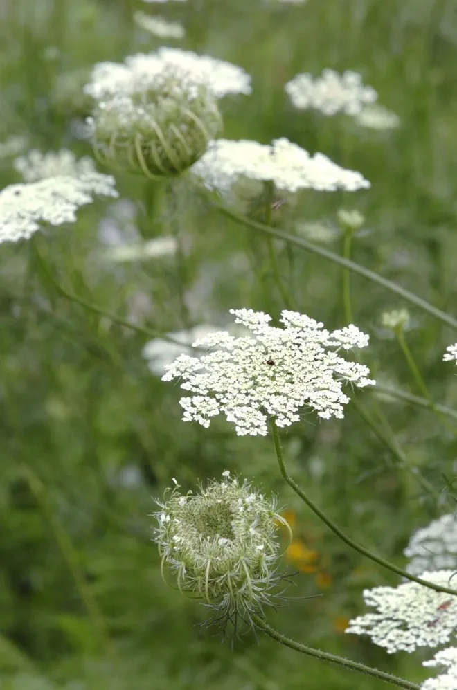 <p>Daucus Carota</p>