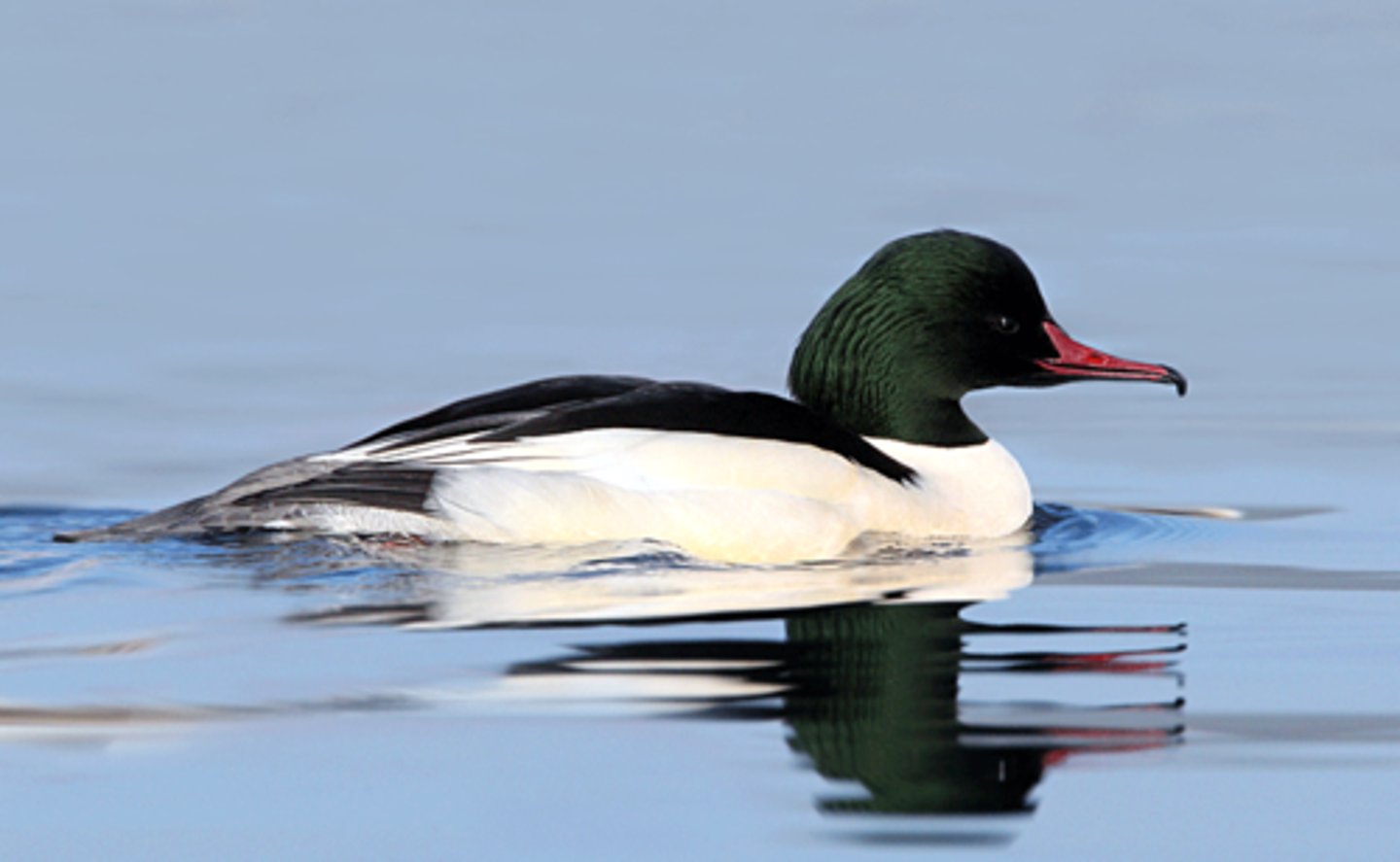 <p>Mergus merganser</p>