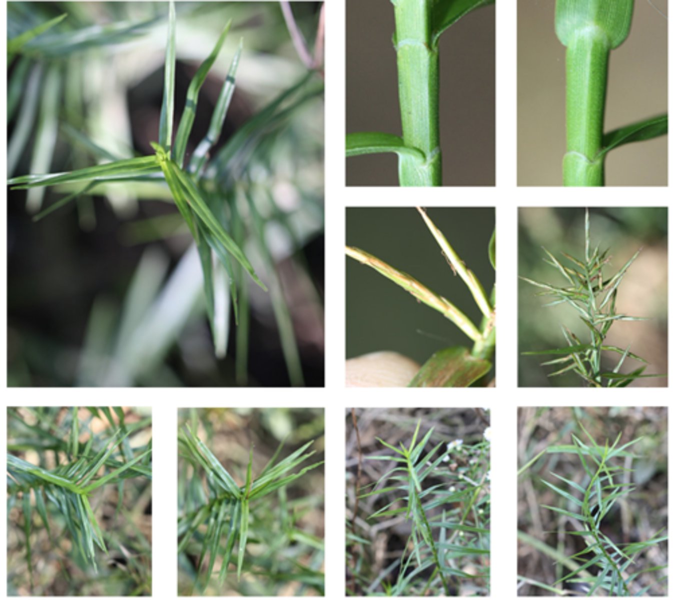 <p>three-way sedge</p>