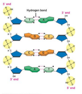 <p>en lång kedja uppbyggd av små “byggstenar” (kallade deoxiribonukleotider eller nukleotider) i de fyra sorterna A(denin), T(ymin), C(ytosin) och G(uanin). sekvensen av dessa byggstenar är vad som anger informationen. DNA-strängen har två slut, 5’ och 3’, och avläses från 5’ till 3’.</p>
