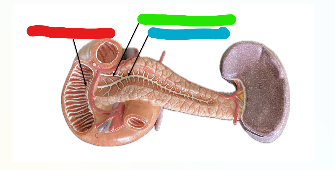 <p>What is indicated by the Green Section?</p>