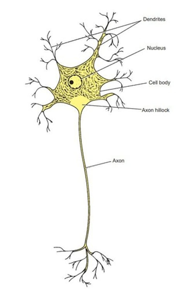 <p>Nerve cell specialized for impulse conduction.</p>