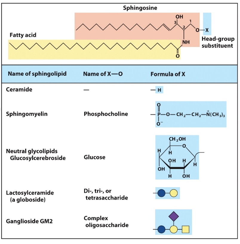 <ul><li><p>backbone derives from amino alcohol sphingosine</p><ul><li><p>carbons 1,2,3 of backbone considered equivalent to the 3 carbon glycerol but also contributes 1 of two tails</p></li></ul></li><li><p>simplest is ceramide, X of alcohol is H</p></li><li><p>DONT ALWAYS CONTAIN A PHOSPHATE GROUP</p><ul><li><p>glycolipids</p></li></ul></li><li><p>structural and signalling</p></li></ul><p></p>