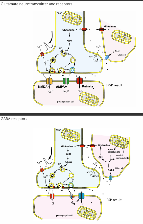 <ol><li><p>Glutamate - excitatory</p></li><li><p>Aspartate</p></li><li><p>Glycine</p></li><li><p> GABA—gamma (<span>γ</span>)-aminobutyric acid - inhibitory</p><p></p></li></ol><p></p>