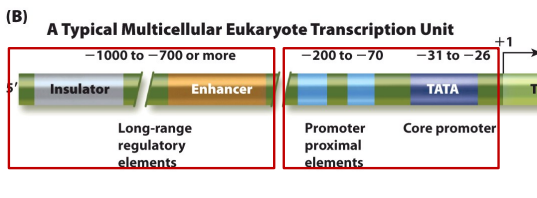 <p>-1000 and -700 or more is lng range regulatory elements</p><p>-200 to -70 is promoter proximal elements</p><p>-31 to -26 is core promoter</p>