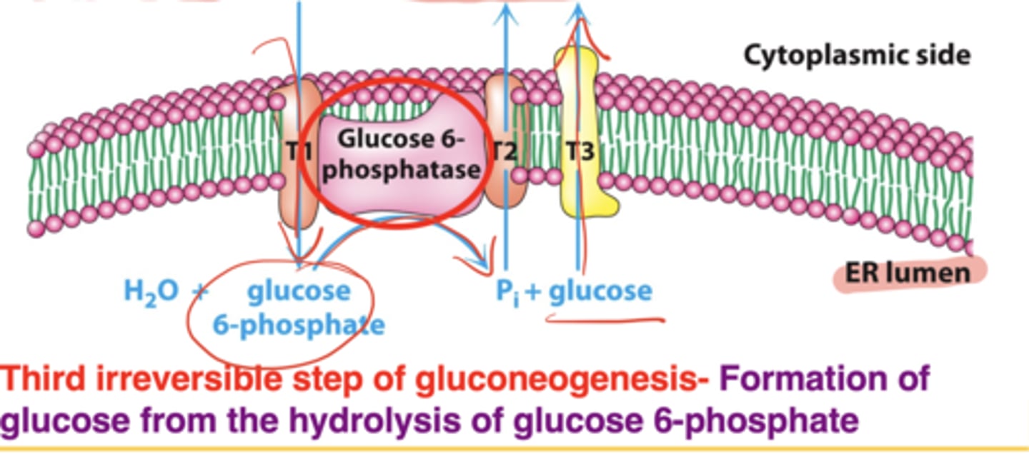 <p>In the endoplasmic reticulum, not the cytosol</p>
