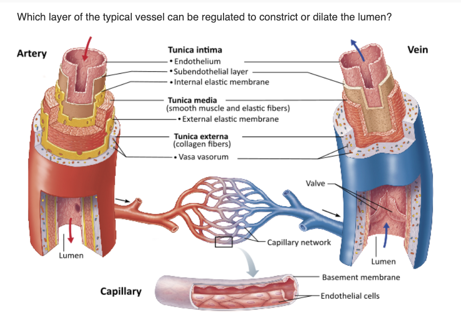 <table style="min-width: 25px;"><colgroup><col style="min-width: 25px;"></colgroup><tbody><tr><td colspan="1" rowspan="1" style="margin: 0px; padding: 0.3em; position: relative;"><p>tunica media &nbsp; &nbsp; &nbsp; &nbsp;</p></td></tr><tr><td colspan="1" rowspan="1" style="margin: 0px; padding: 0.3em; position: relative;"><p>tunica externa &nbsp; &nbsp; &nbsp; &nbsp;</p></td></tr><tr><td colspan="1" rowspan="1" style="margin: 0px; padding: 0.3em; position: relative;"><p>vasa vasorum &nbsp; &nbsp; &nbsp; &nbsp;</p></td></tr><tr><td colspan="1" rowspan="1" style="margin: 0px; padding: 0.3em; position: relative;"><p>tunica intima &nbsp;</p></td></tr></tbody></table><p></p>