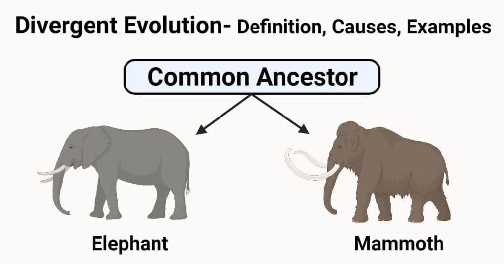 <p>2 species have similar ancestors but build differences that lead to evolution of 2 different species</p>