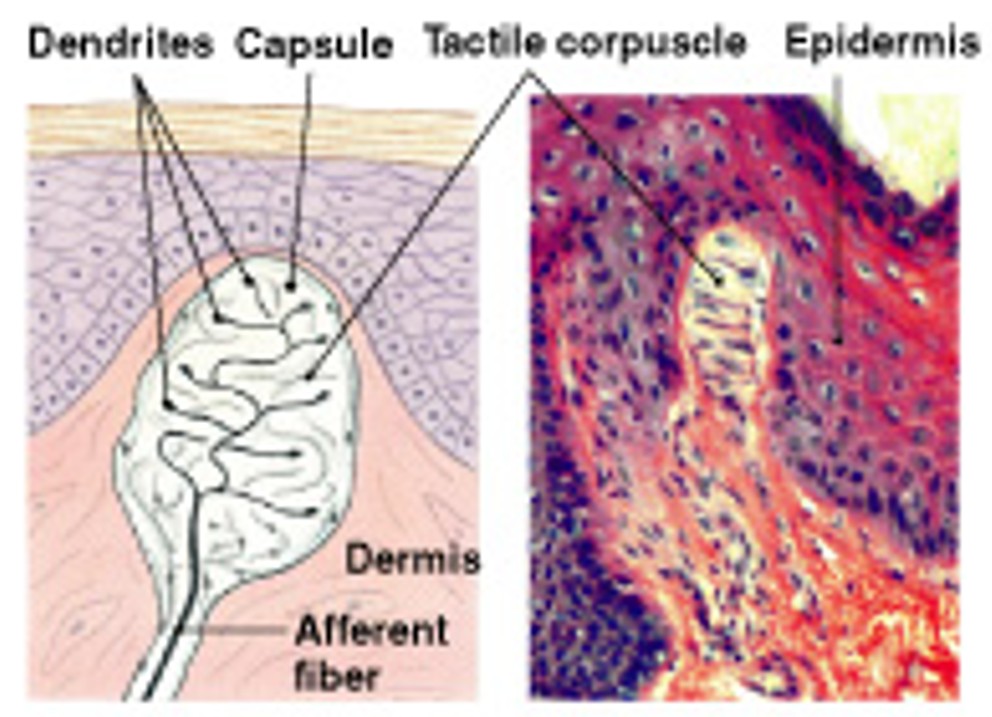 <p>Which type of tactile receptors:</p><ul><li><p>Also called <u>Meissner’s corpuscles</u></p></li><li><p>In eyelids, lips, fingertips, and genitalia</p></li><li><p>Fine touch</p></li></ul><p></p>