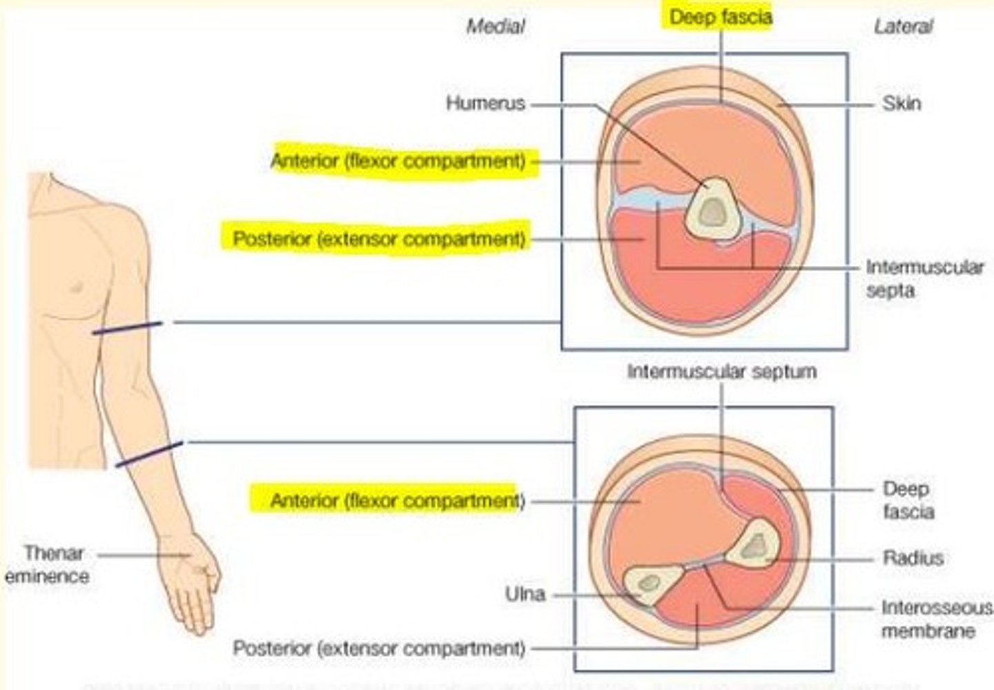<p>Anterior = mostly flexor</p>