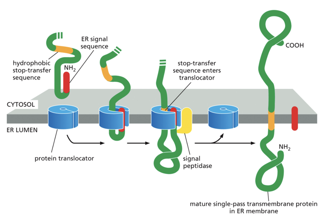<ul><li><p>This component is very hydrophobic and cannot end up in the cytoplasm or the ER lumen</p></li><li><p><span style="background-color: transparent;"><span>When the stop transfer sequence ends up in the middle of the translocator, it will open up and the protein will float out into the membrane to continue translation</span></span></p></li><li><p><span style="background-color: transparent;"><span>The oldest part of the protein ends up in the ER lumen, the stop sequence ends up within the membrane of the ER, and the rest ends up in the cytoplasm</span></span></p></li></ul><p></p>