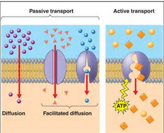 <p>(Passive transport (PT) - no ATP needed):</p><p>simple diffusion (PT) - solute moves from an area of high concentration to an area of low concentration </p><p>Facilitated diffusion (PT) - a transport protein provides a passageway for a solute to move down the concentration gradient and diffuse across a membrane</p><p>Active Transport - requires ATP; Requires transport protein; the movement of a substance (solute) from an area of low concentration to an area high concentration against the concentration gradient;</p>