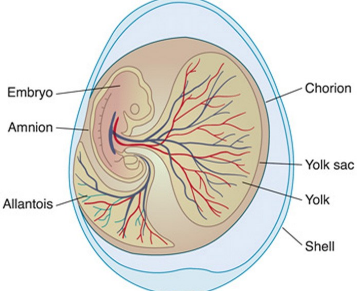 <p>-Amnion: provides aqueous environment</p><ul><li><p>Fluid the baby resides in</p></li></ul><p>-Chorion: final membrane for enclosure</p><ul><li><p>Produces the hormone (that only pregnant women produce) but it</p><p>takes several days to do this</p><p>after contraception</p></li></ul><p>-Allantois: repository for wastes</p><p>-Yolk sac: provides nourishment, <strong>very ancient</strong></p>