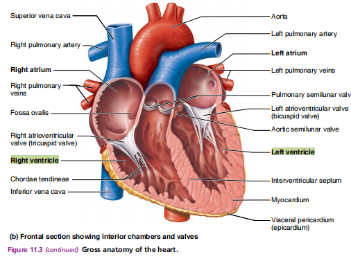 <p>VENTRICLE</p>