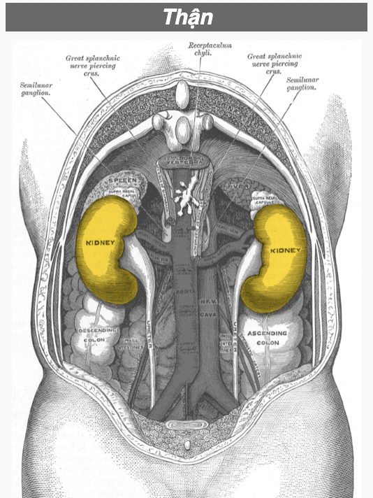 <p>Kidneys (ren- ; nephr-)</p>