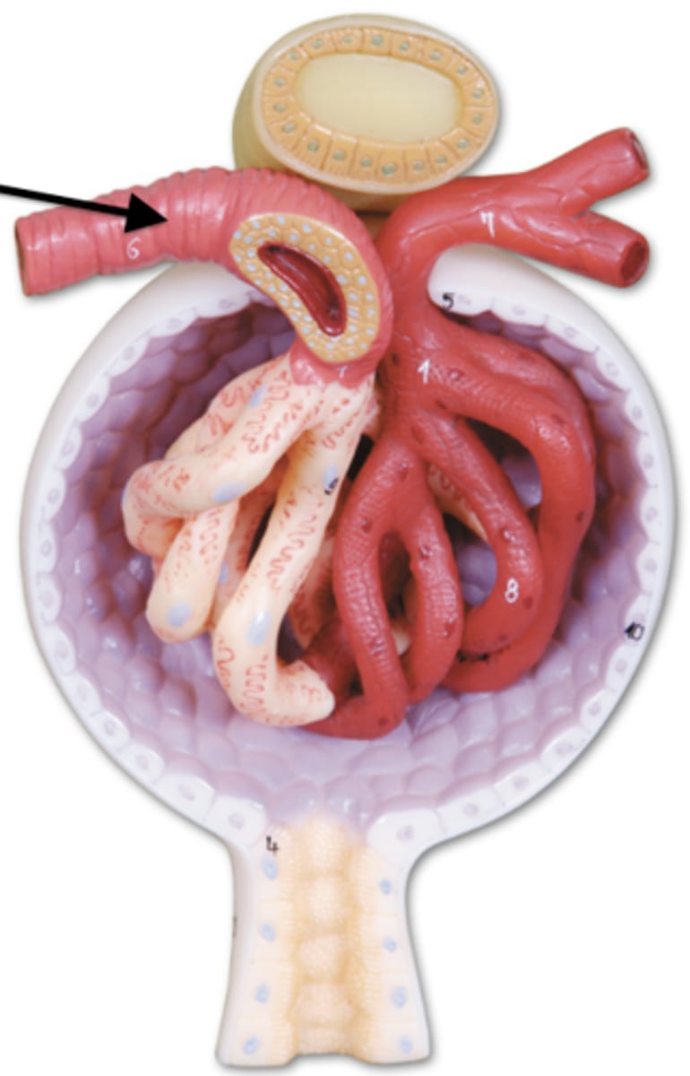 <ul><li><p>Afferent arteriole brings blood in at a higher pressure</p></li><li><p>Efferent arteriole has blood leave at a lower pressure</p></li></ul><p></p>