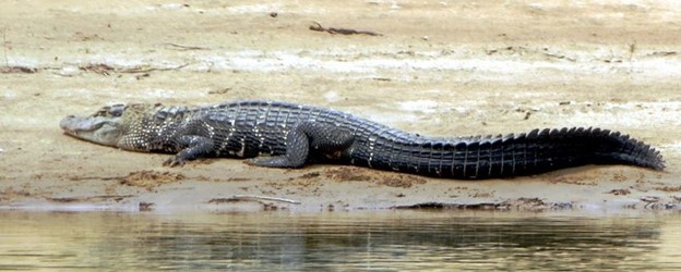 *Melanosuchus niger*