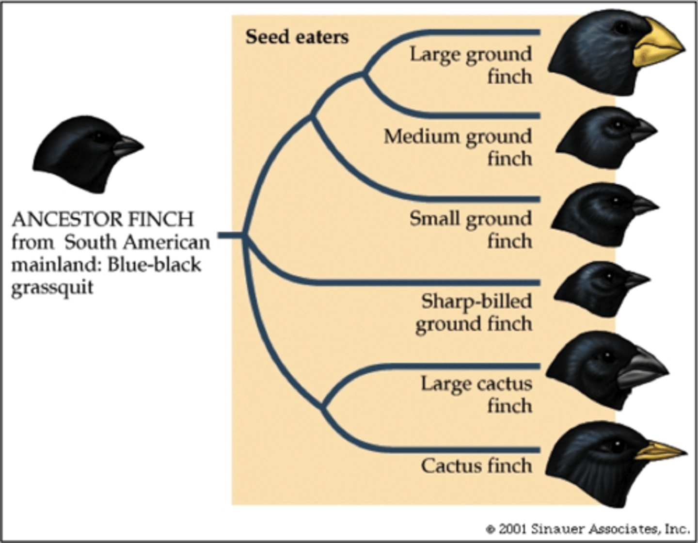 <p>the evolutionary process by which new biological species develop because of reproductive isolation</p>