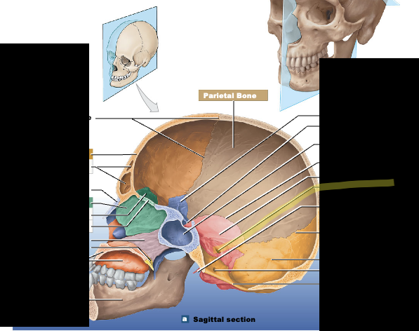 <p>internal acoustic meatus; <strong>medial petrous portion of temporal bone</strong></p>