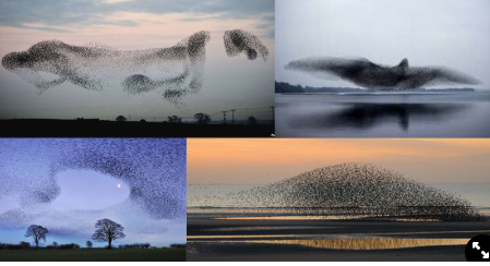 <p><span>Starling birds move together in large groups, function is unknown, is not just individual flying that is important</span></p>