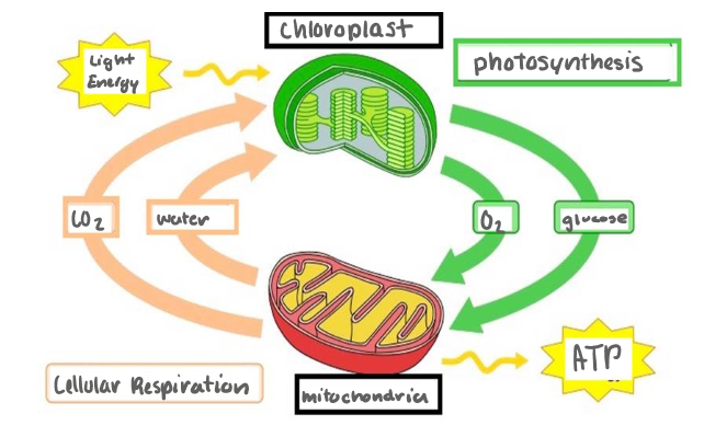 <p>Light Energy, Chloroplast, Photosynthesis</p><p>O2, Glucose</p><p>Mitochondria, Cellular Respiration, ATP</p><p>CO2, Water</p>