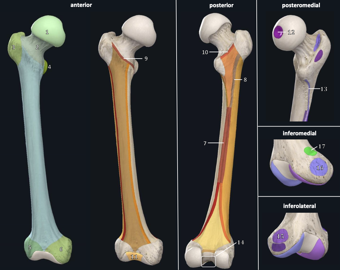 <p>intercondylar fossa (notch)</p>
