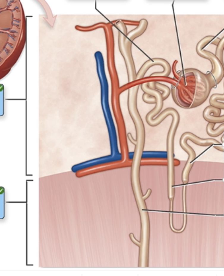 <p>Nephron Structure</p><p class="p1">Label the structures of a nephron in the figure.</p><p class="p1"></p><ul><li><p class="p1">Distal convoluted tubule</p></li><li><p class="p1">Descending limb</p></li><li><p class="p1">Ascending limb</p></li><li><p class="p1">Collecting duct</p></li><li><p class="p1">Proximal convoluted tubule</p></li><li><p class="p1">Medulla</p></li><li><p class="p1">Cortex</p></li><li><p class="p1">Glomerulus</p></li></ul><p></p>