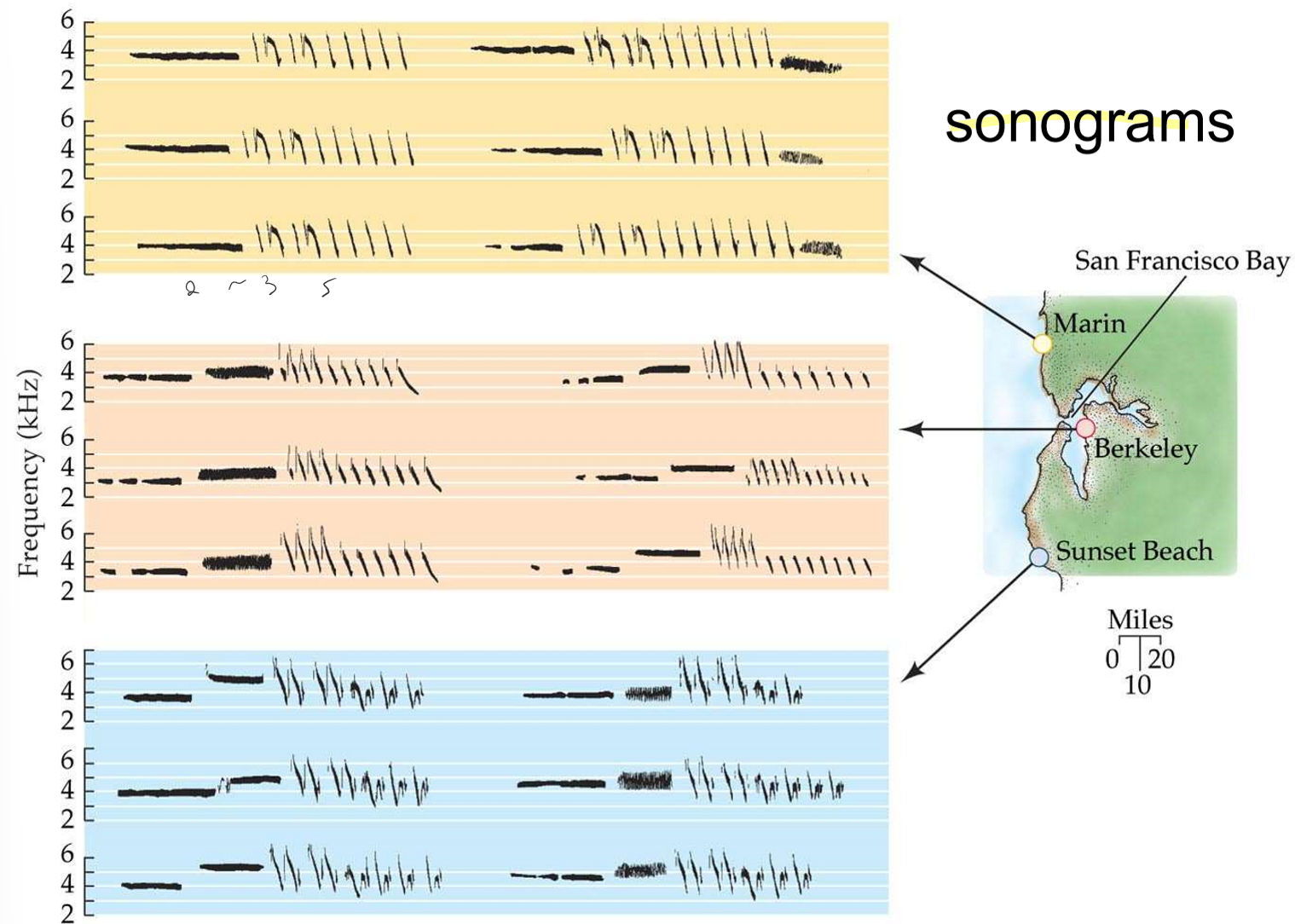 <p>the different songs from the different regions are learning differences, not genetic (innate) differences</p>