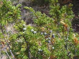ground juniper