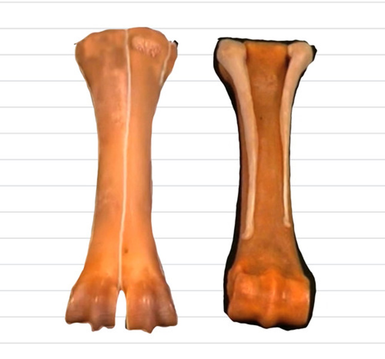 <p>how are the metacarpals of a ruminant different than of an equine?</p>